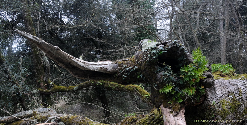 Aphyllophorales nella Tenuta di San Rossore